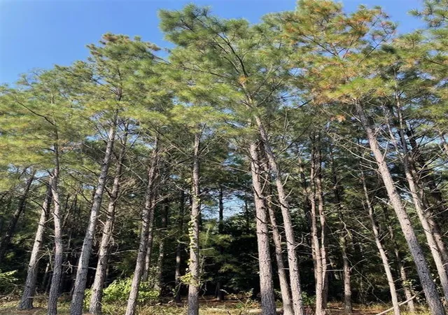 Photo 2 of Land for sale at 56 Green Olive Trl, Broken Bow, OK 74728 | MLS# 1157358 | Listing updated on 2025-12-01