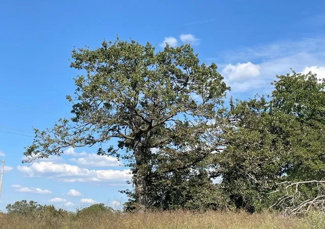 4th image of 5402 Oak Hill Ranch Rd, Noble, OK 73068 | MLS# 1194532