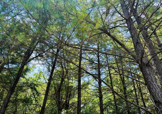 Photo 3 of Land for sale at 186 Twisted Elm Trl, Broken Bow, OK 74728 | MLS# 1243620 | Listing updated on 2026-08-11