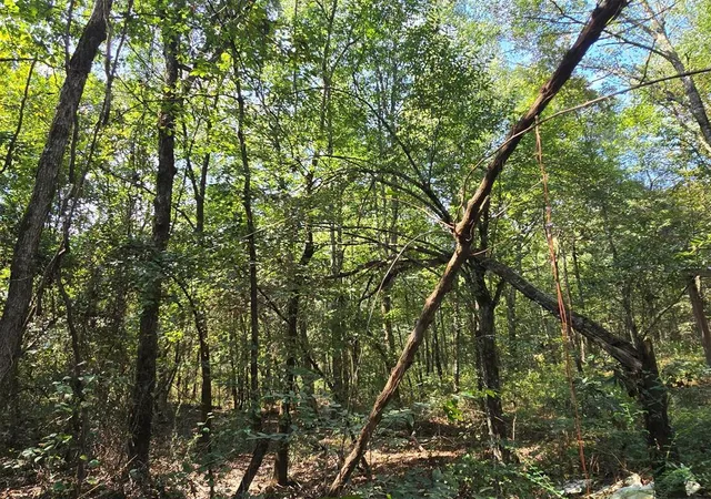 Photo 3 of Land for sale at Buffalo Rd, Smithville, OK 74957 | MLS# 1251275 | Listing updated on 2026-09-29
