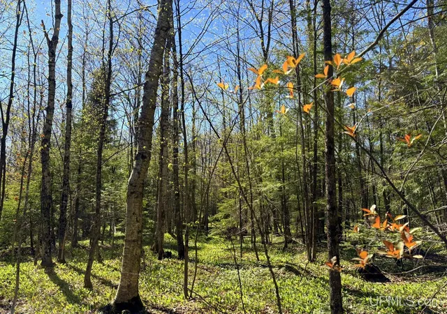 Photo 4 of Land for sale at Tbd Townline Rd, Skandia, MI 49855 | MLS# 50209117 | Listing updated on 2026-08-28