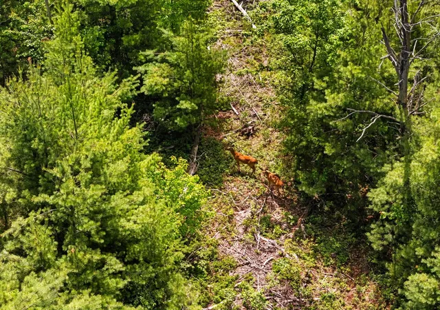Photo 1 of Land for sale at 4011 W Forest Rd, Lake City, MI 49651 | MLS# 80069879 | Listing updated on 2026-08-07