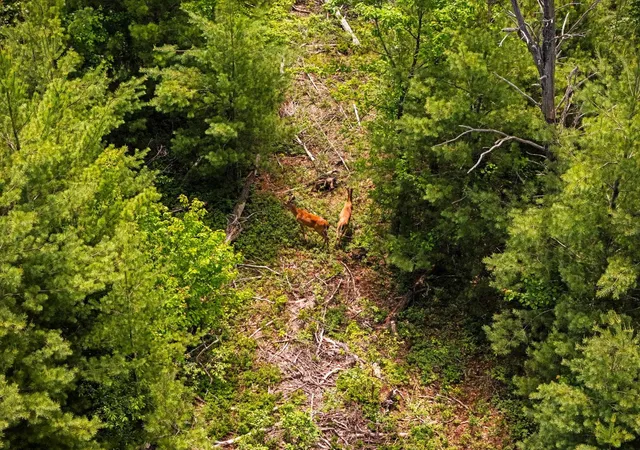 Photo 2 of Land for sale at 4011 W Forest Rd, Lake City, MI 49651 | MLS# 80069879 | Listing updated on 2026-08-07