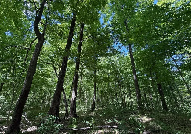 Photo 5 of Land for sale at 11933 S Lake Chapin Rd, Berrien Springs, MI 49103 | MLS# 70539208 | Listing updated on 2026-09-05