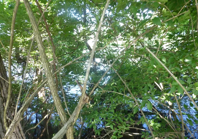 Photo 3 of Land for sale at 509 N State St, Niles, MI 49120 | MLS# 70524164 | Listing updated on 2026-04-10