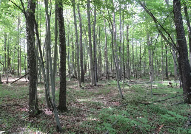 Photo 2 of Sale Pending at Vl Elkton Rd, Update, MI 48754 | MLS# 70537851 | Listing updated on 2026-09-13