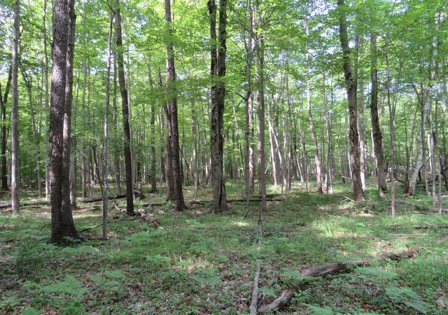 Photo 3 of Sale Pending at Vl Elkton Rd, Update, MI 48754 | MLS# 70537851 | Listing updated on 2026-09-13