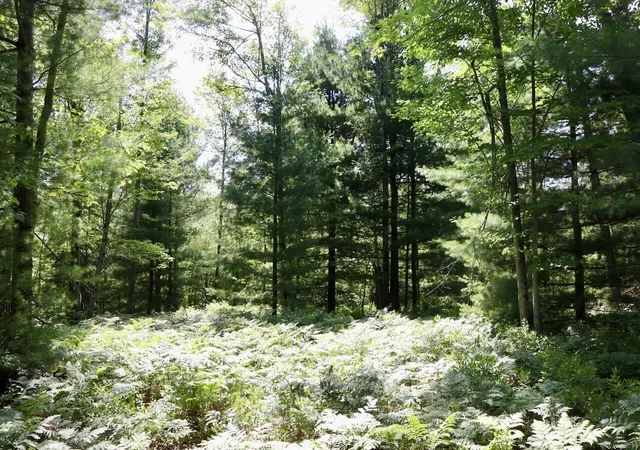 Photo 3 of Land for sale at 395 E Ac Greenwood Rd, Prescott, MI 48756 | MLS# 70548414 | Listing updated on 2026-09-05