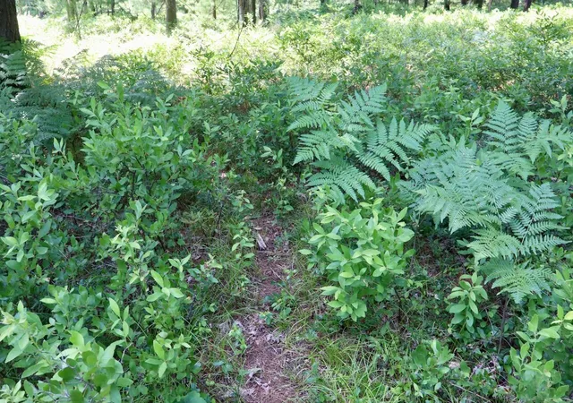 Photo 4 of Land for sale at 395 E Ac Greenwood Rd, Prescott, MI 48756 | MLS# 70548414 | Listing updated on 2026-09-05