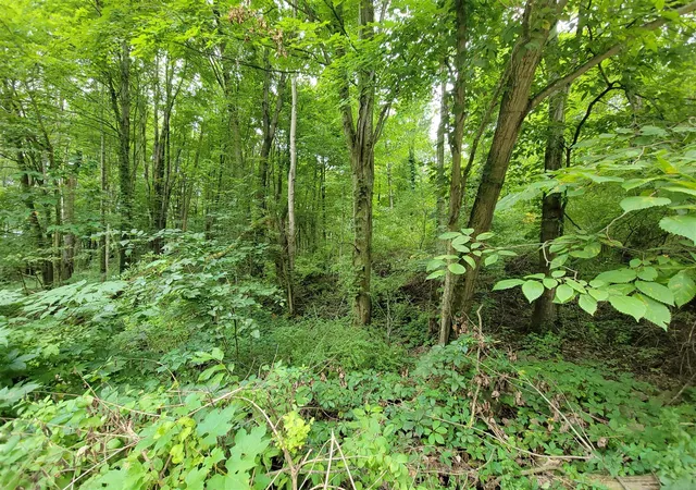 Photo 2 of Land for sale at 8925 Vestal Dr, Saranac, MI 48881 | MLS# 70551935 | Listing updated on 2026-08-13