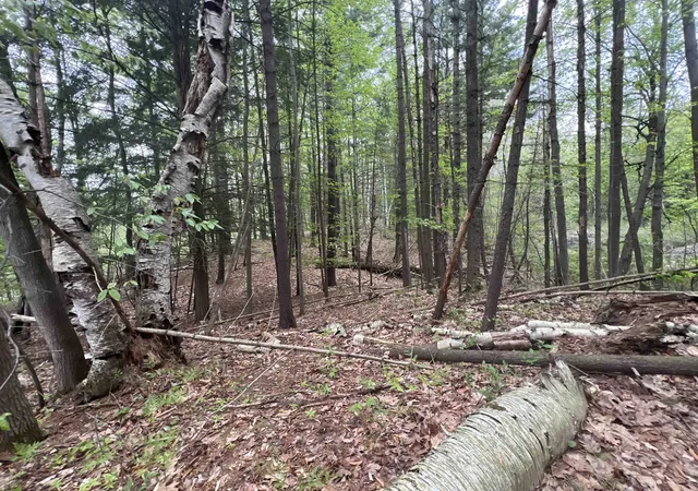 Photo 3 of Land for sale at 8919 E Gladwin Rd, Harrison, MI 48624 | MLS# 50208212 | Listing updated on 2026-07-15