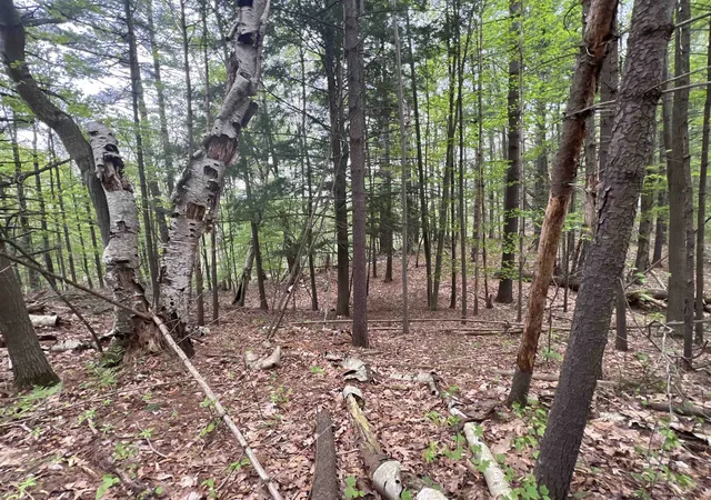 Photo 4 of Land for sale at 8919 E Gladwin Rd, Harrison, MI 48624 | MLS# 50208212 | Listing updated on 2026-07-15