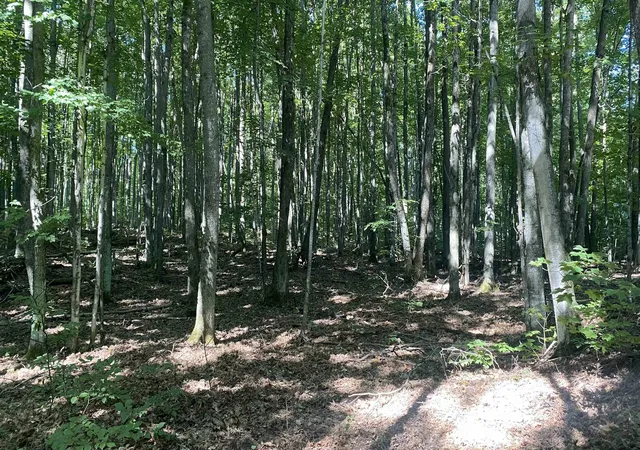 Homes for sale in Elmira, MI | Lot 113 Forestgrove, Elmira, MI 49730 | MLS# 80049238