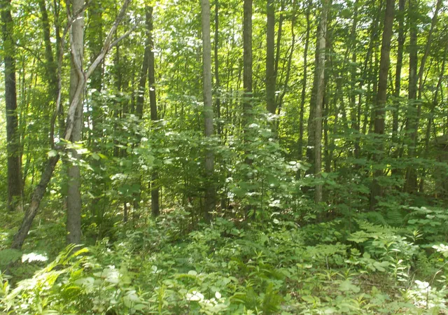 5th image of Fern St, Hale, MI 48739 | MLS# 80070918