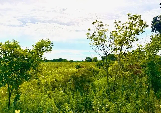 Photo 3 of Land for sale at 0 Carpenter Rd, Three Oaks, MI 49128 | MLS# 70537083 | Listing updated on 2026-08-19