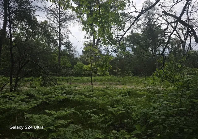 Photo 4 of Land for sale at 0000 S Forman Rd, Baldwin, MI 49304 | MLS# 70539623 | Listing updated on 2026-07-18