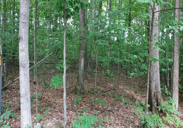 Photo 3 of Land for sale at 19 Beech Knoll, Bellaire, MI 49615 | MLS# 80072055 | Listing updated on 2026-08-10