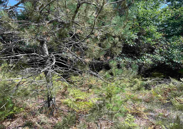 Photo 4 of Land for sale at 0 Cedar Lake Rd, Greenbush, MI 48738 | MLS# 80072853 | Listing updated on 2026-08-29