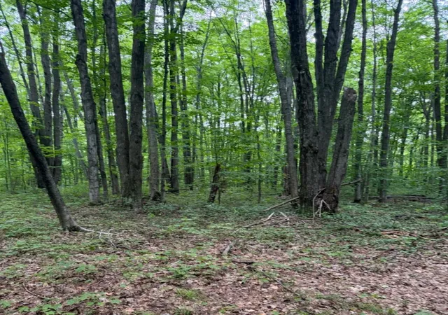 Photo 3 of Land for sale at Parcel B1 Peterson Rd, Mancelona, MI 49659 | MLS# 80071432 | Listing updated on 2026-09-15