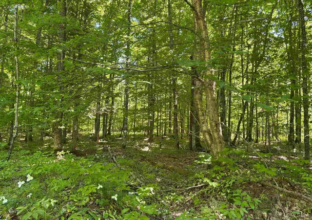 Photo 3 of Land for sale at Tbd Osborn Dr, Mc Millan, MI 49853 | MLS# 50210598 | Listing updated on 2026-07-29