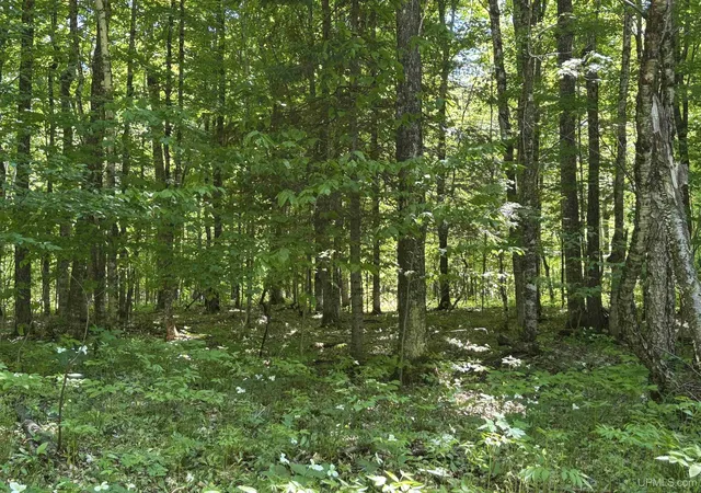 Photo 4 of Land for sale at Tbd Osborn Dr, Mc Millan, MI 49853 | MLS# 50210598 | Listing updated on 2026-07-29