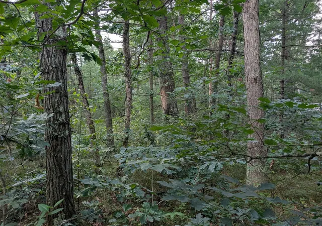 Photo 3 of Land for sale at Vl Lewis St, Baldwin, MI 49304 | MLS# 70550392 | Listing updated on 2026-08-12