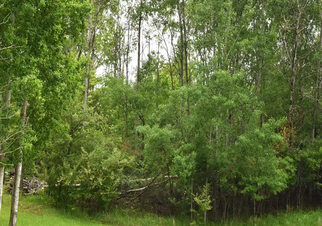 Photo 3 of Land for sale at Lot 271 Islanders Way, Gladwin, MI 48624 | MLS# 50208746 | Listing updated on 2026-06-24