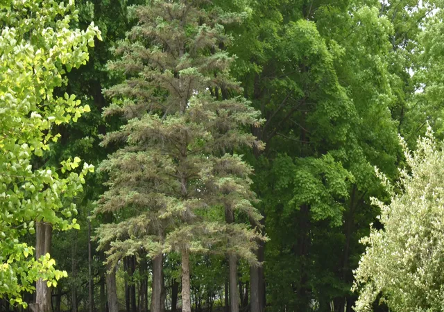 Photo 4 of Land for sale at Lot 271 Islanders Way, Gladwin, MI 48624 | MLS# 50208746 | Listing updated on 2026-06-24