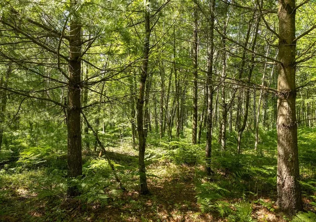4th image of 0 V/L W 13 Mile Rd, Bitely, MI 49309 | MLS# 70458854