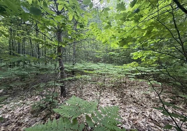 3rd image of V/L Parcel B Lamerson Ln, Interlochen, MI 49643 | MLS# 80070038