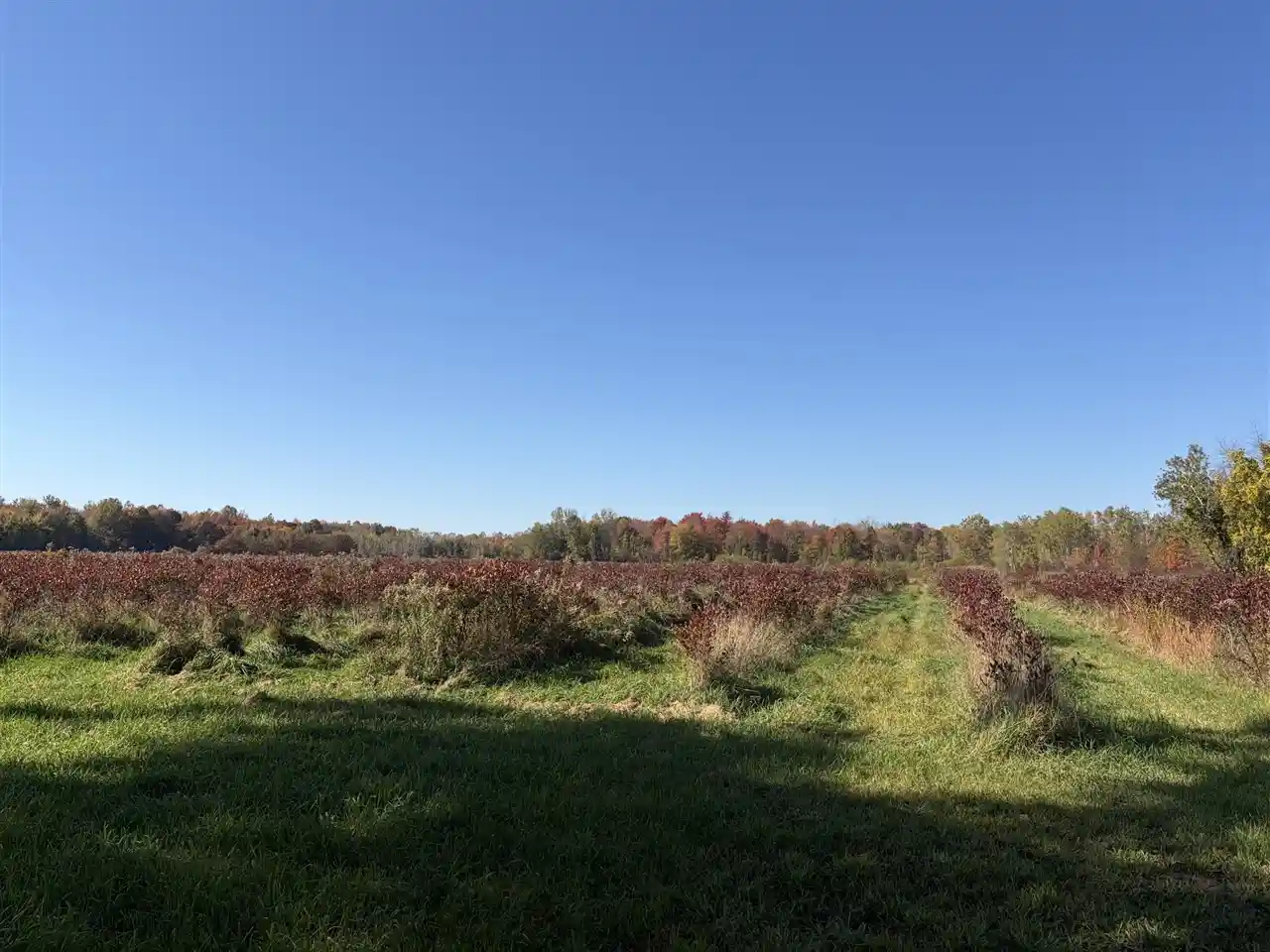 Land for sale at Vl 60th Street, Grand Junction, MI 49056-9528 | MLS# 70566352