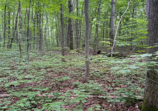Photo 2 of Land for sale at Parcel B2 Johnson Rd, Mancelona, MI 49659 | MLS# 80071435 | Listing updated on 2026-09-15