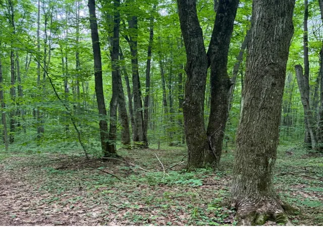 Photo 3 of Land for sale at Parcel B2 Johnson Rd, Mancelona, MI 49659 | MLS# 80071435 | Listing updated on 2026-09-15