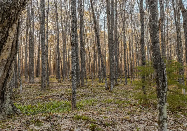 Photo 5 of Land for sale at Lot 2 Federal Forest Hwy 16, Iron River, MI 49935 | MLS# 70534068 | Listing updated on 2026-08-25