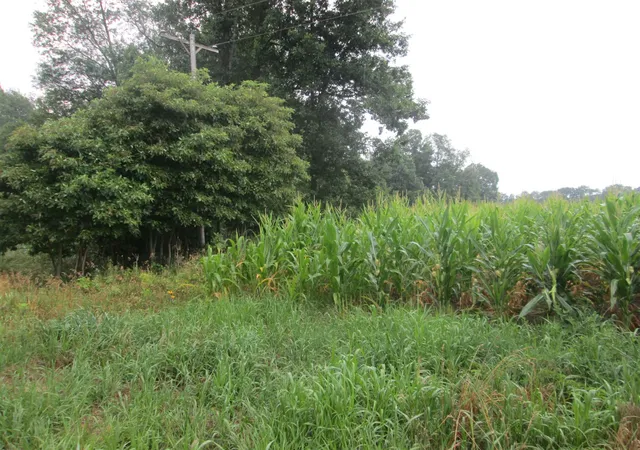 Photo 3 of Sale Pending at 0 W Muskrat Rd, Sidney, MI 48885 | MLS# 70549697 | Listing updated on 2026-08-06
