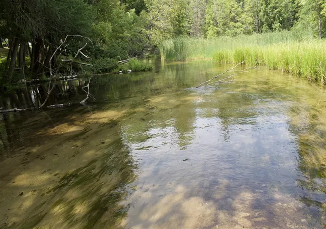 Photo 2 of Land for sale at 4573 N Able Rd, Irons, MI 49644 | MLS# 70552607 | Listing updated on 2026-08-15