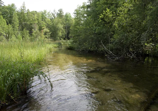 Photo 3 of Land for sale at 4573 N Able Rd, Irons, MI 49644 | MLS# 70552607 | Listing updated on 2026-08-15