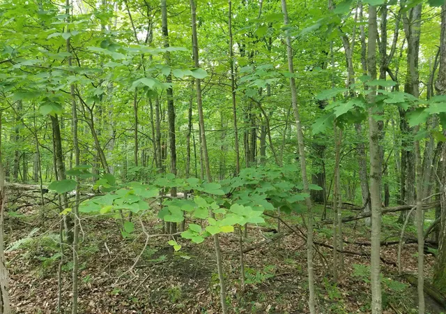 Homes for sale in Farwell, MI | Lot 213 Maple Dr, Farwell, MI 48622 | MLS# 50211810