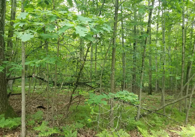 Homes for sale in Farwell, MI | Lot 213 Maple Dr, Farwell, MI 48622 | MLS# 50211810