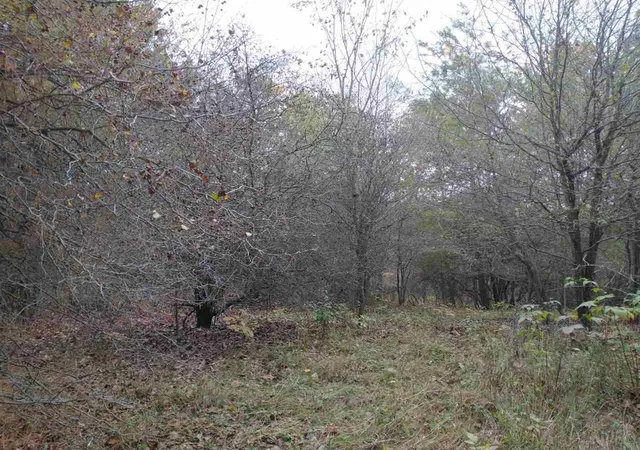 Photo 3 of Land for sale at Lot 262 Islander Way, Gladwin, MI 48624 | MLS# 50193663 | Listing updated on 2026-09-08