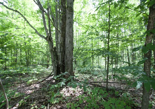Photo 4 of Land for sale at Tbd Valleyview Dr, Elmira, MI 49730 | MLS# 80072048 | Listing updated on 2026-08-11