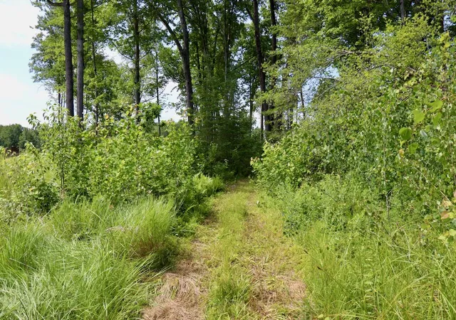 Photo 3 of Land for sale at 20ac W Clarence Rd, Harrison, MI 48625 | MLS# 70545408 | Listing updated on 2026-10-06