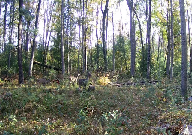 23rd image of E 8th St, White Cloud, MI 49349 | MLS# 70554440