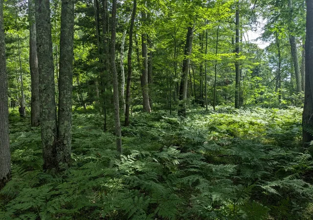 Photo 3 of Land for sale at V/l Caberfae Hwy, Manistee, MI 49689 | MLS# 70481979 | Listing updated on 2025-12-04