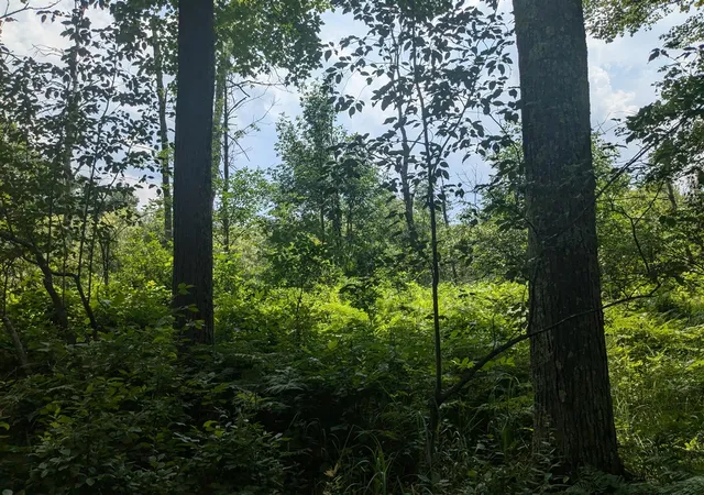 Photo 4 of Land for sale at V/l Caberfae Hwy, Manistee, MI 49689 | MLS# 70481979 | Listing updated on 2025-12-04