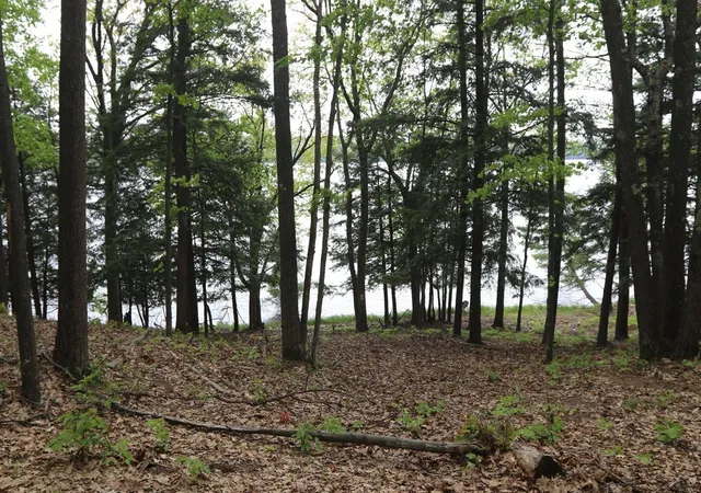 3rd image of V/L Woods Rd, Bellaire, MI 49615 | MLS# 70495536