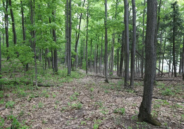 4th image of V/L Woods Rd, Bellaire, MI 49615 | MLS# 70495536