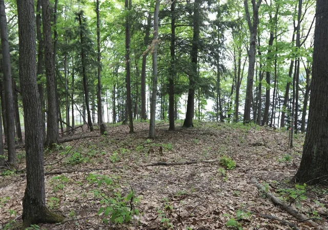 5th image of V/L Woods Rd, Bellaire, MI 49615 | MLS# 70495536