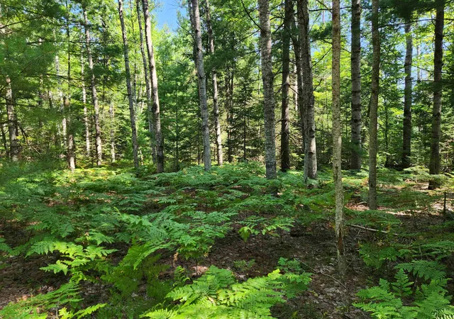 Photo 3 of Land for sale at 10 Acres Christie Dr, Kalkaska, MI 49646 | MLS# 80071669 | Listing updated on 2026-09-14