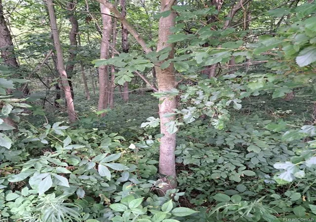 Photo 4 of Land for sale at 6120 Sunnys Way, Imlay City, MI 48444 | MLS# 61015232 | Listing updated on 2026-08-05